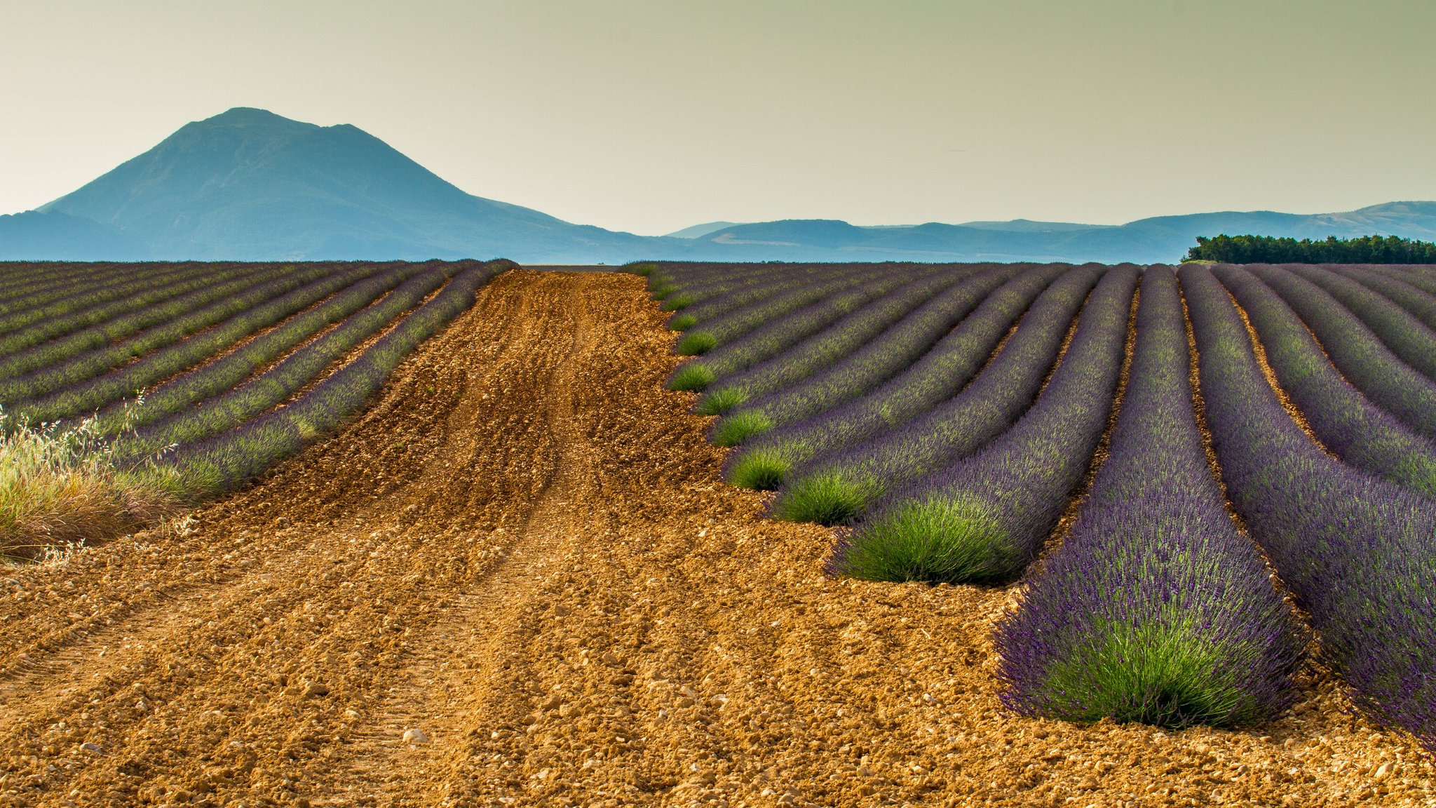 mountain france the field lavender nature