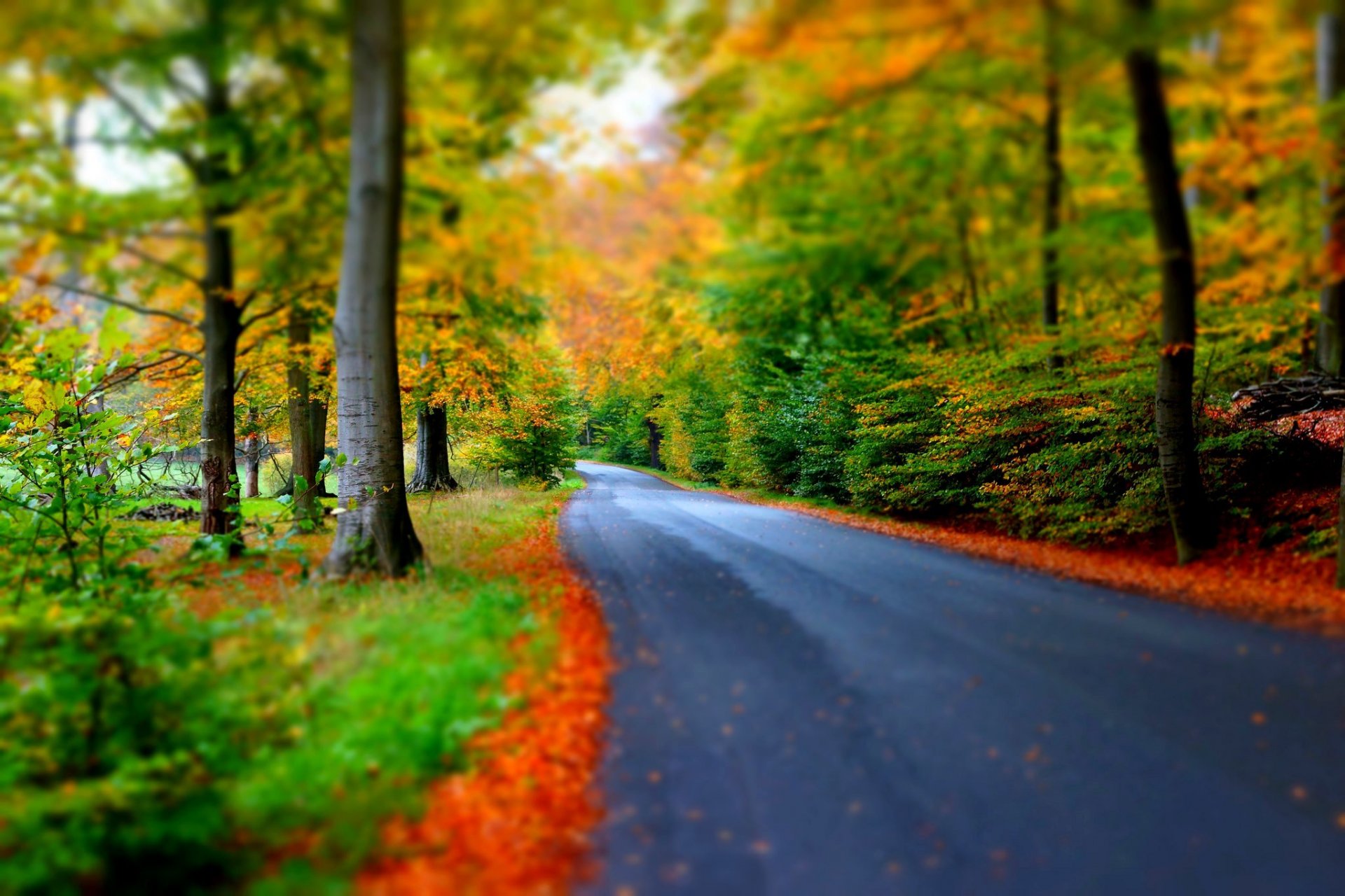 nature forêt parc arbres feuilles coloré route automne automne couleurs promenade