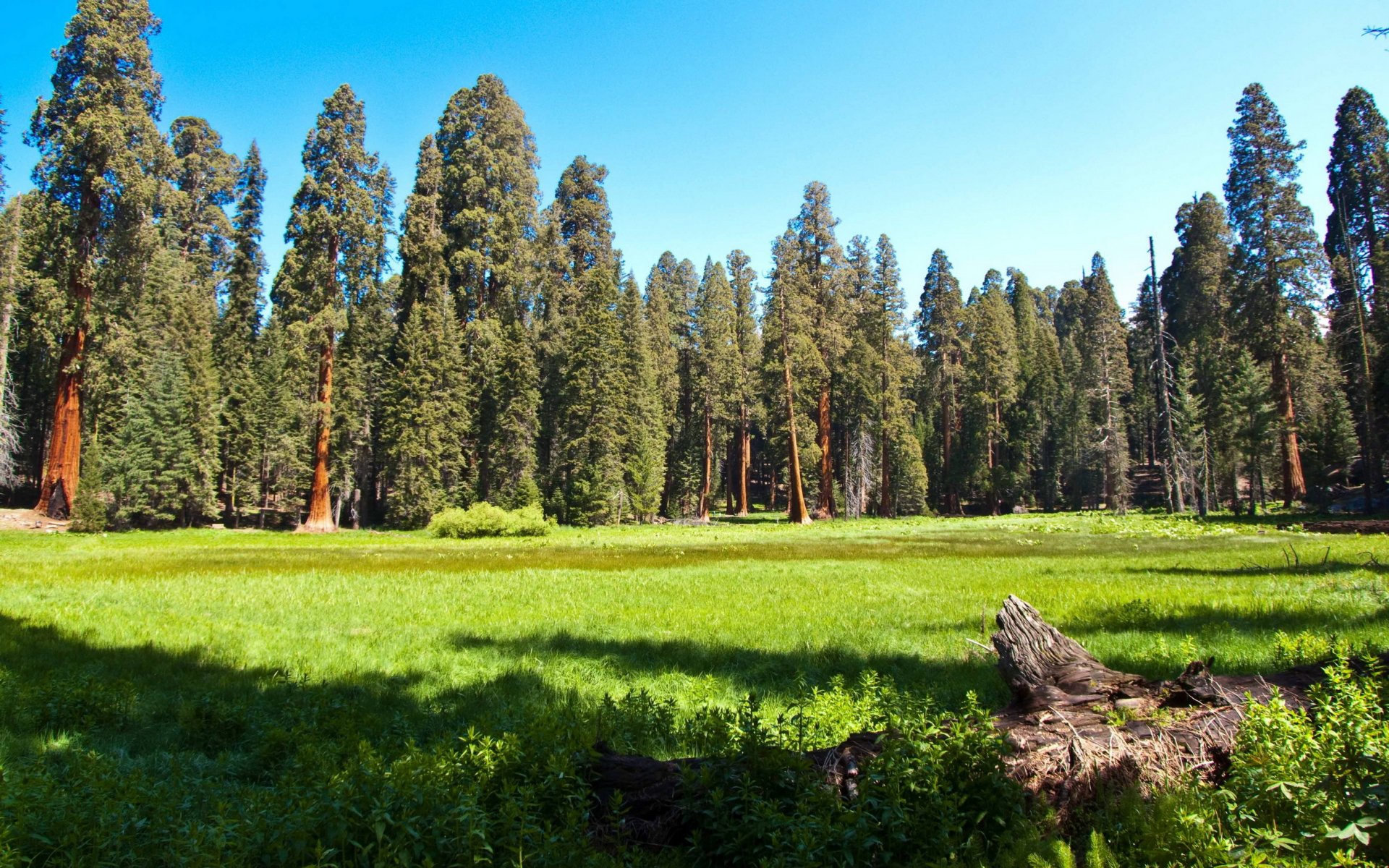 parque estados unidos bosque prado sequoia california hierba naturaleza foto