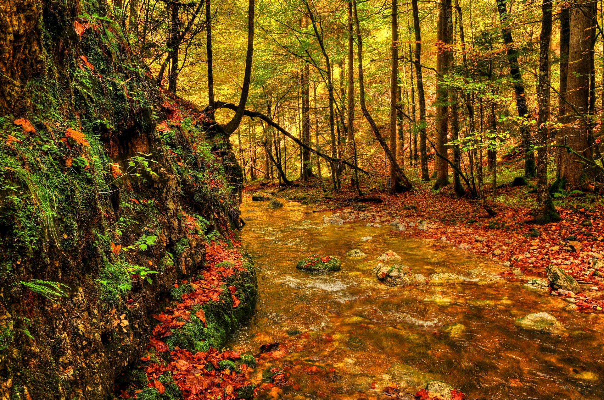 forêt arbres feuillage verdure rivière pierres