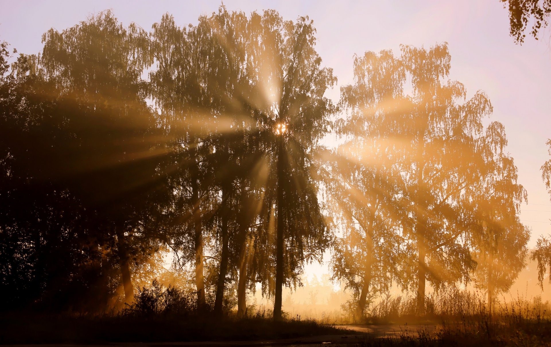 arbres rayons soleils