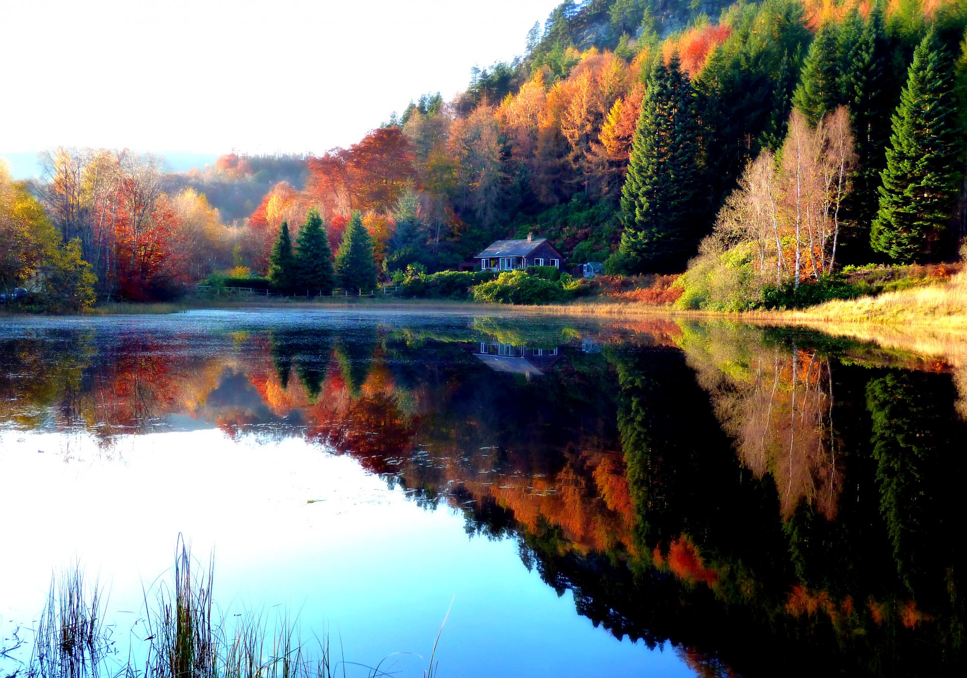 natura paesaggio foresta autunno alberi foglie lago