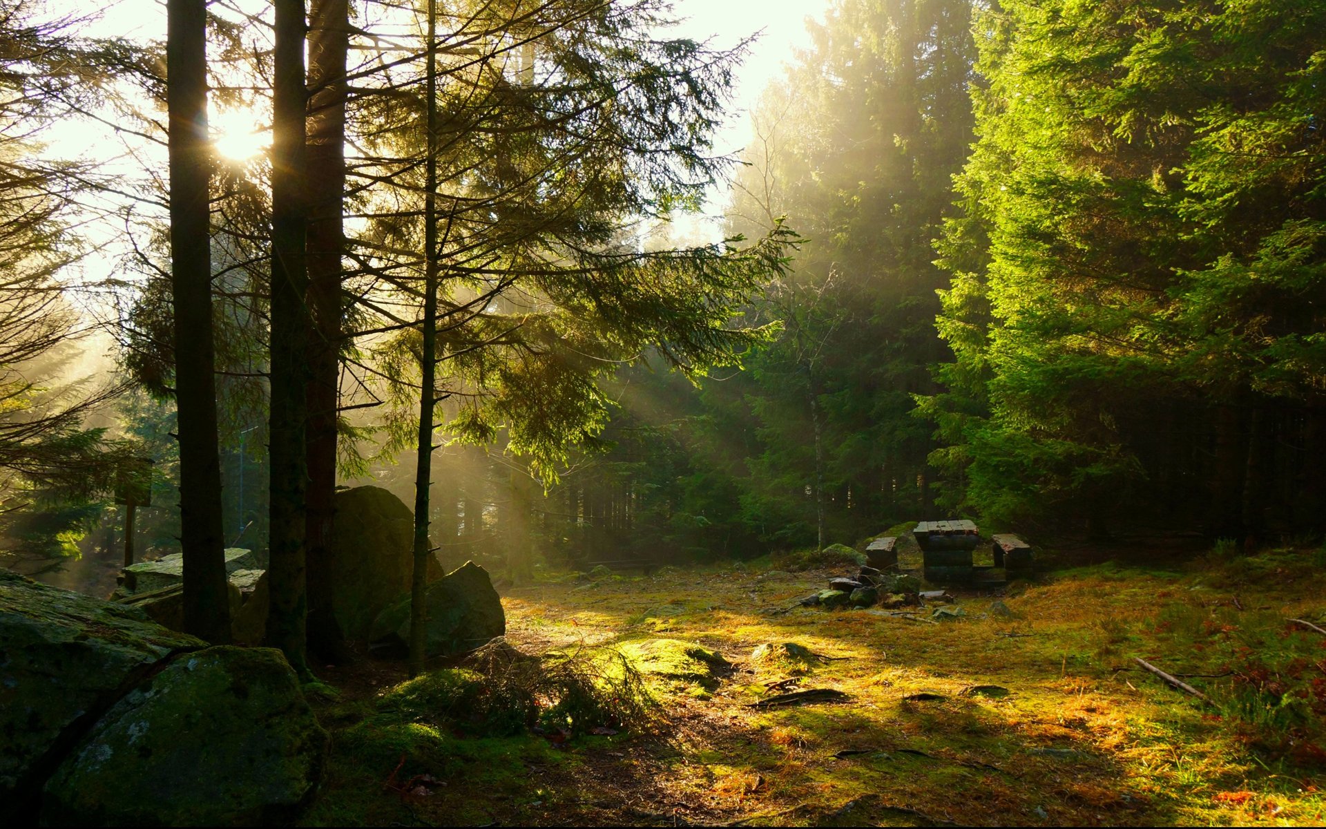 forêt arbres rayons table banc repos pique-nique soleil coucher de soleil