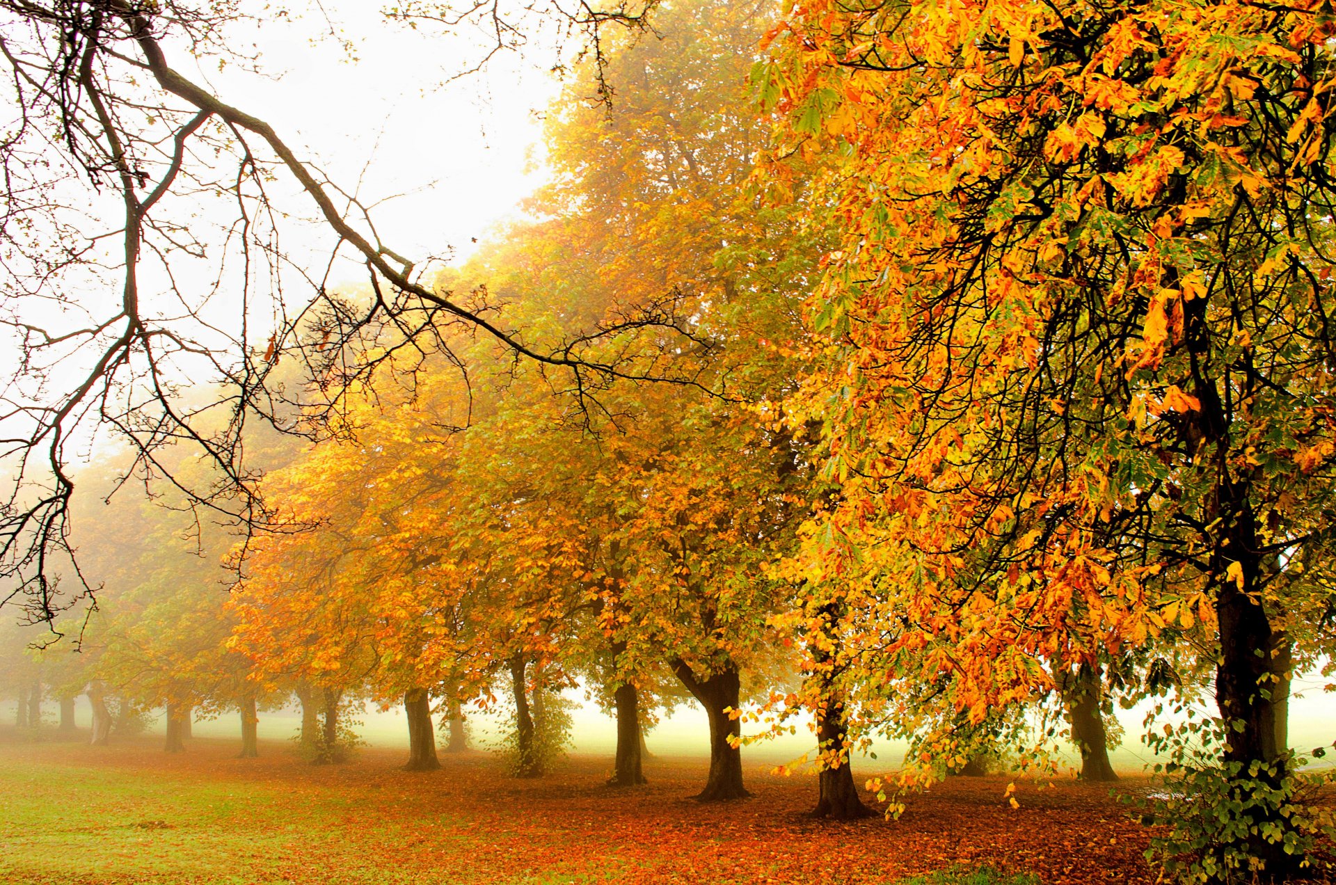 naturaleza bosque parque árboles hojas colorido camino otoño caída colores paseo