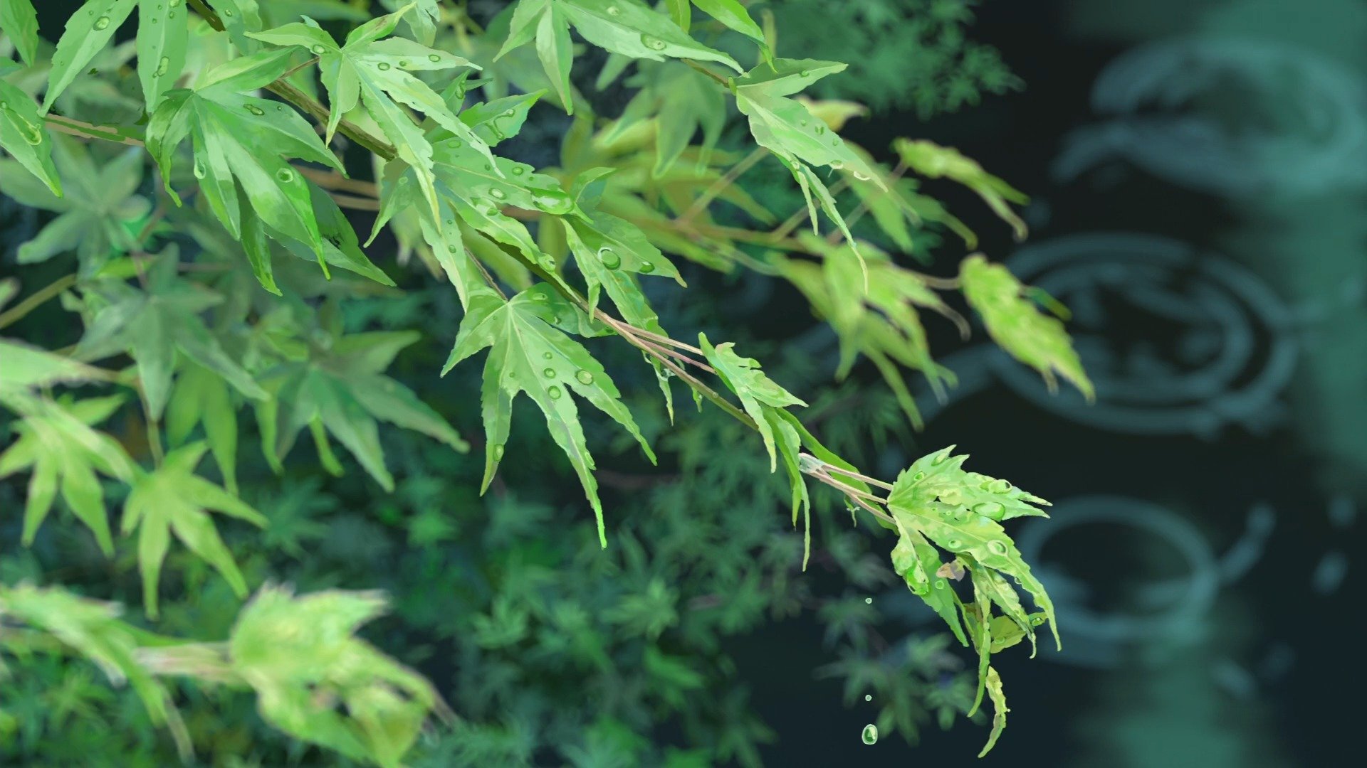 kotonoha no niwa giardino delle parole makato shinkai foglie