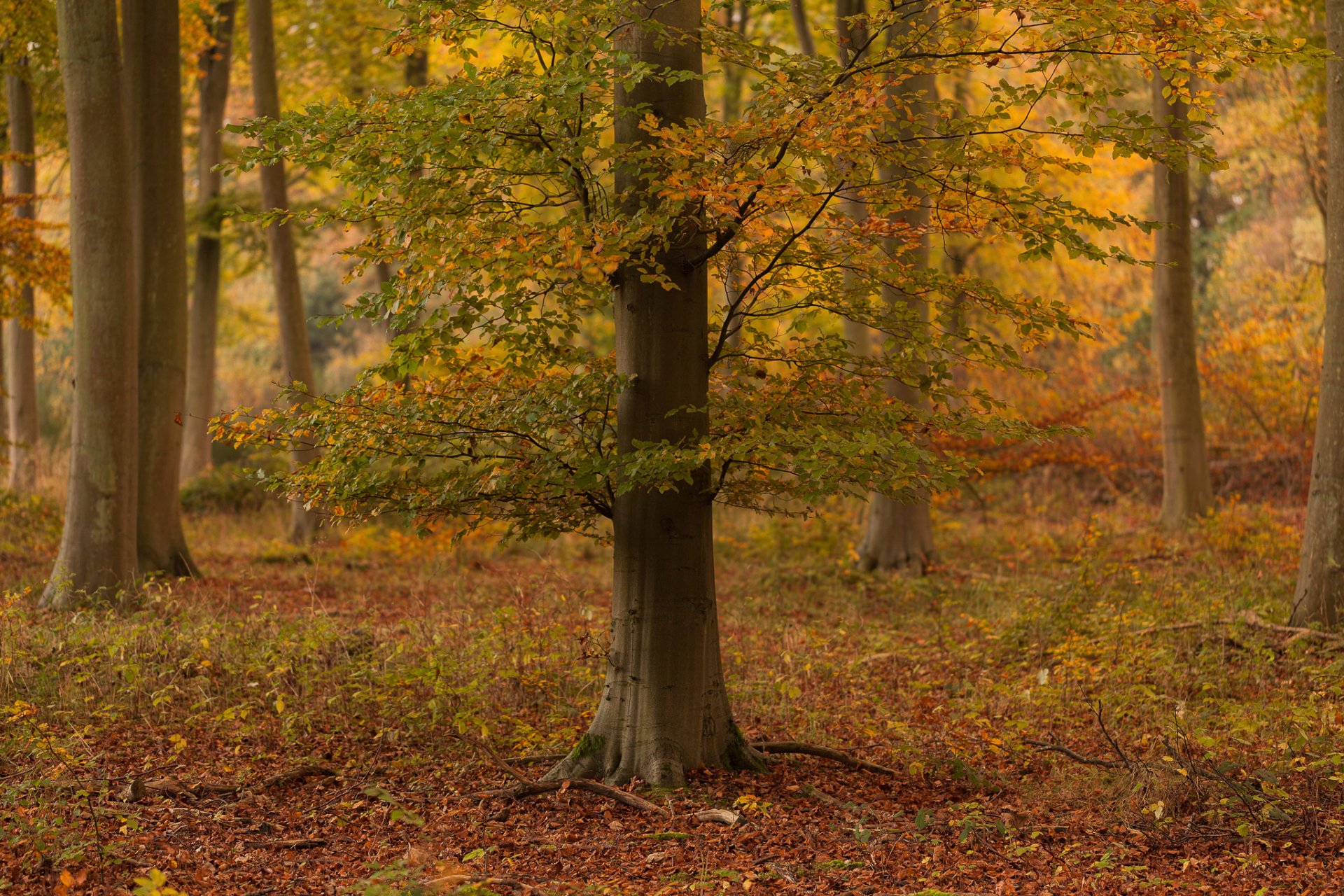 wald herbst baum herbstfarbe