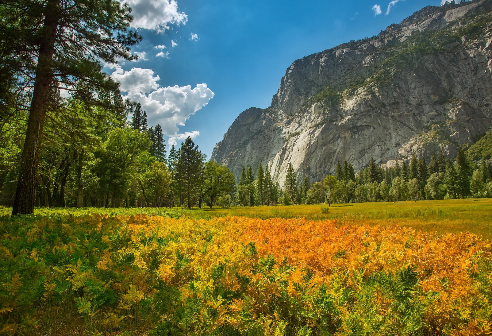 parco nazionale di yosemite natura montagna foresta piante