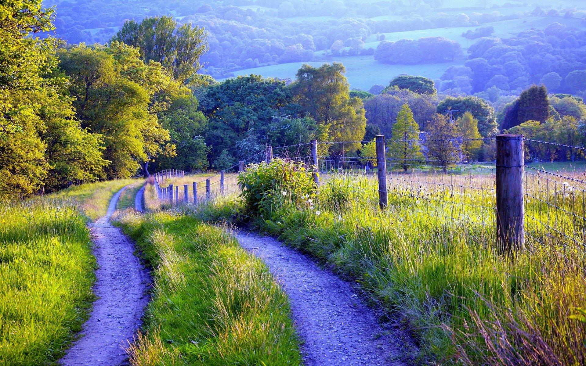 fence road grass tree nature