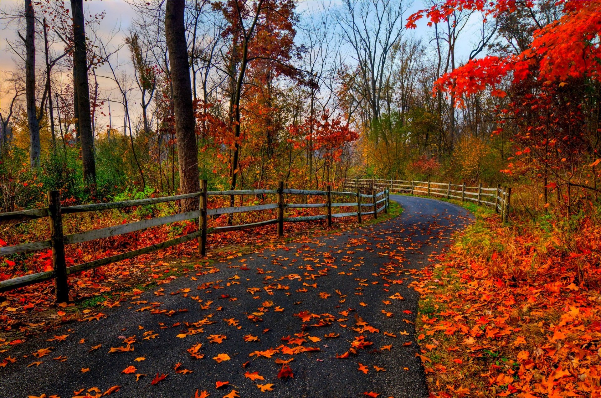 natur wald park bäume blätter bunt straße herbst herbst farben zu fuß