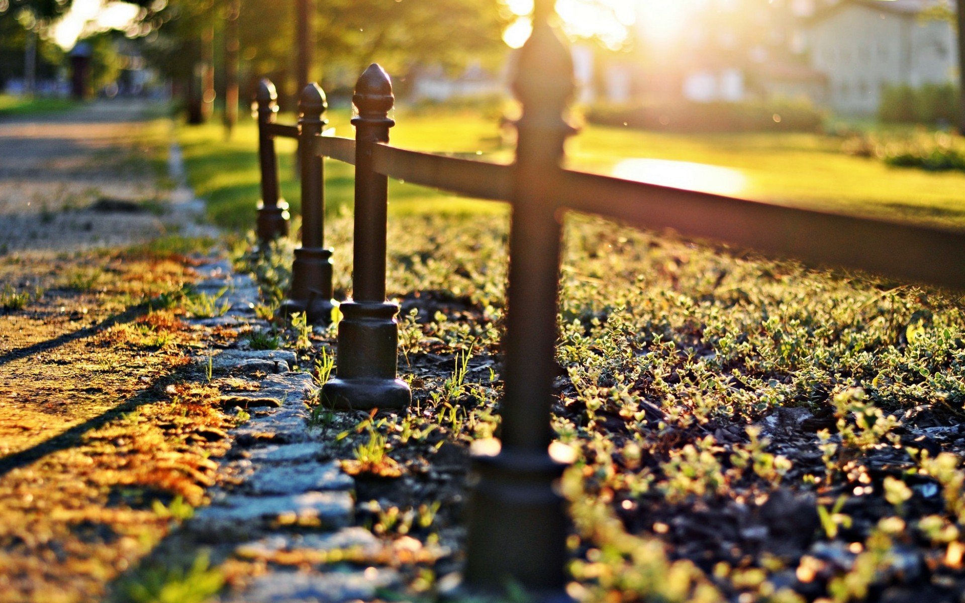 macro recinzione recinzione recinzione erba verde alberi sfocatura macro sole bokeh sfondo natura carta da parati widescreen schermo intero widescreen widescreen