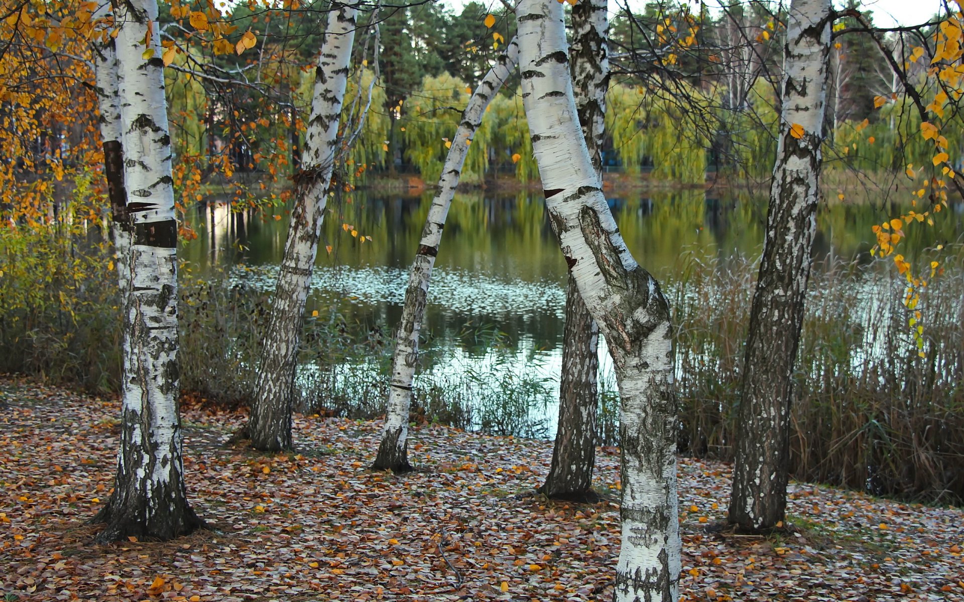 lago naturaleza