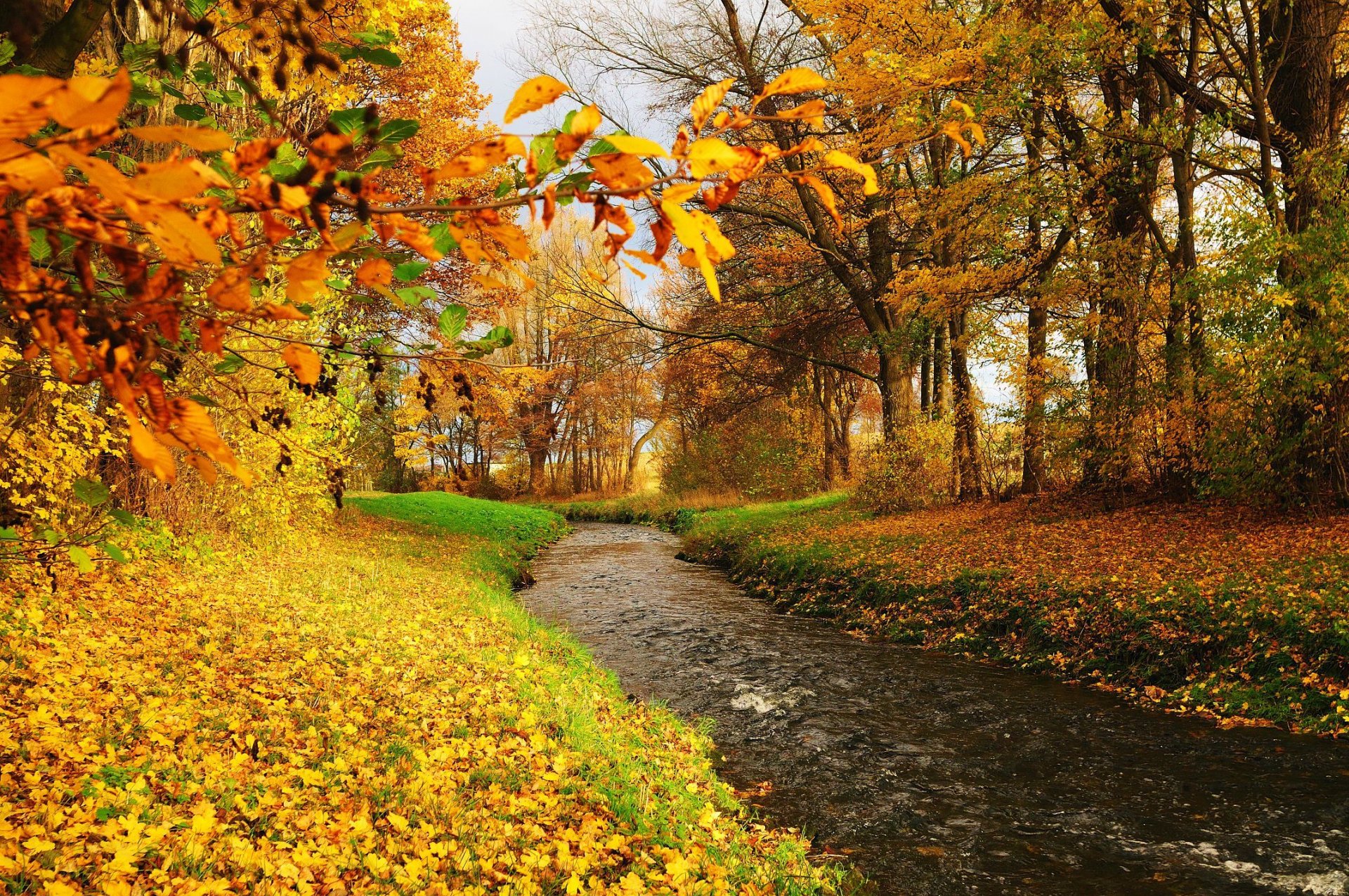 autunno alberi fogliame fiume flusso