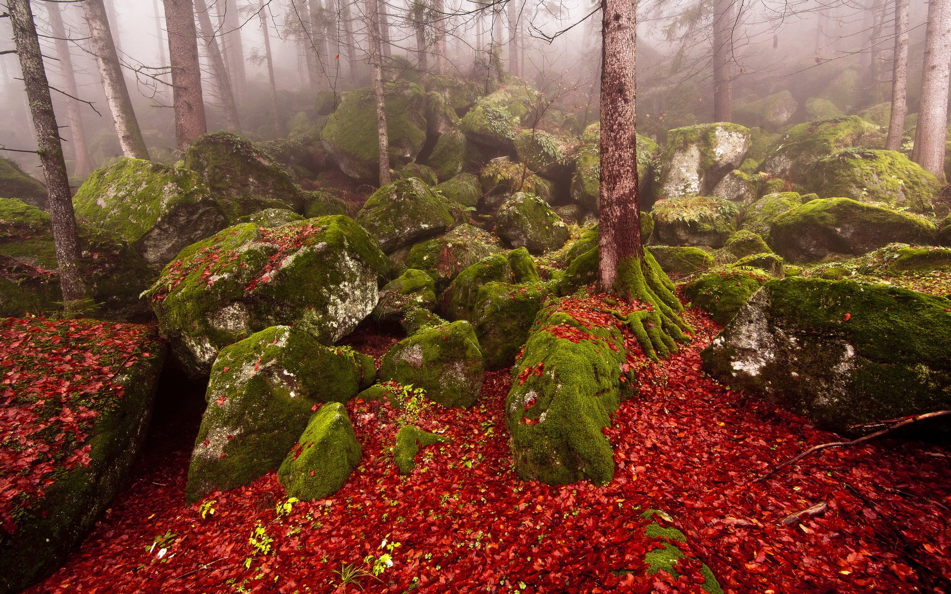 las kamienie jesień mgła natura