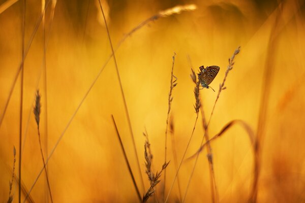 Miniature butterfly on a grass background