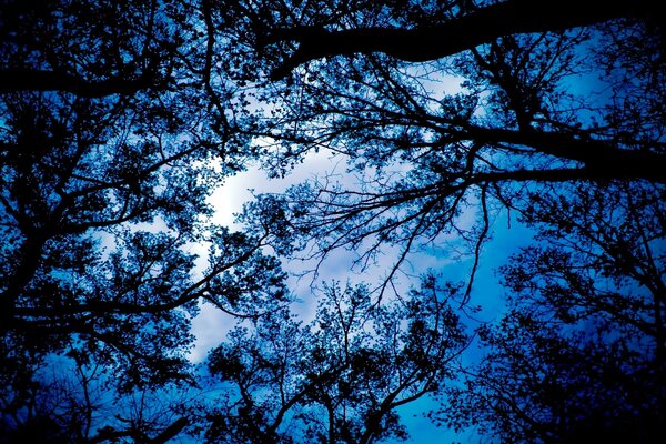 Emerald sky through the branches of trees