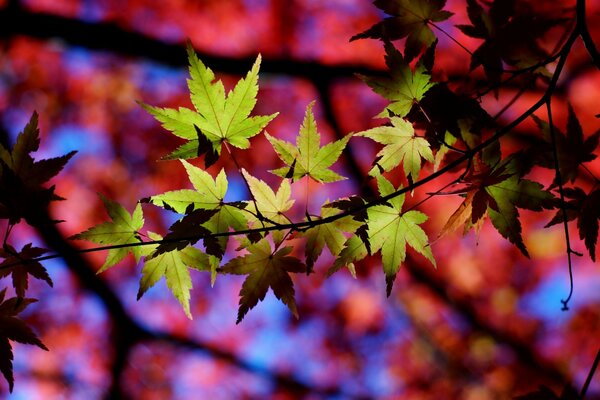 Feuilles d érable sur une branche sur un fond arc-en-ciel