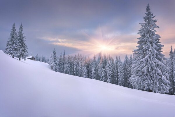 Hervorragende Aussicht auf den Winterwald