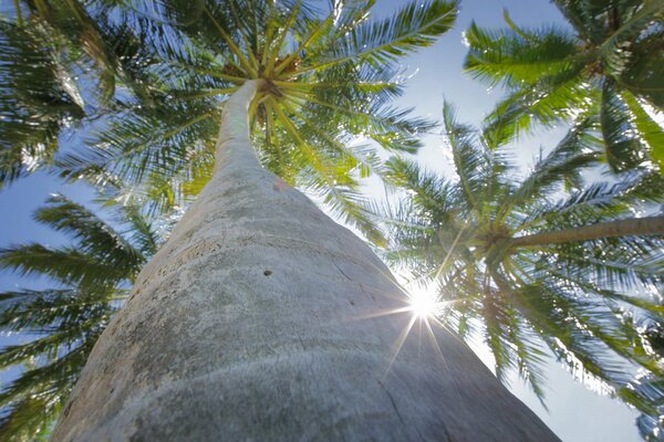 Vista desde abajo de una palmera en un tronco alto