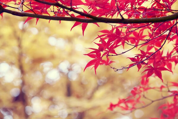 Belles feuilles rouges pendent sur une branche d arbre