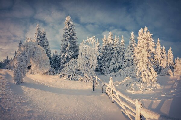 Alberi coperti di neve. Foresta invernale