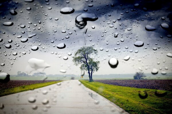 Sommerlandschaft im Regen, die Straße ist ein einsamer Baum 