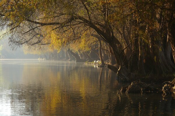 Autumn park with an excellent lake