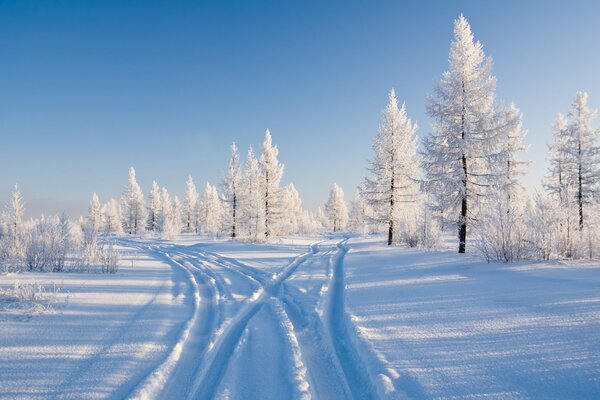 Arbres enneigés dans la forêt d hiver