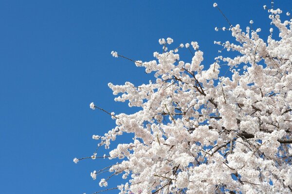 The flowering of a tree against a blue sky