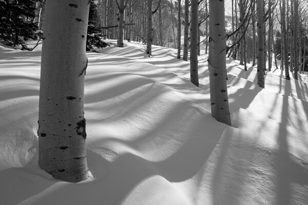 Bosque blanco y negro y álamos en la nieve