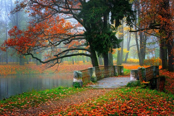 Ponte nel parco autunnale cosparso di foglie gialle