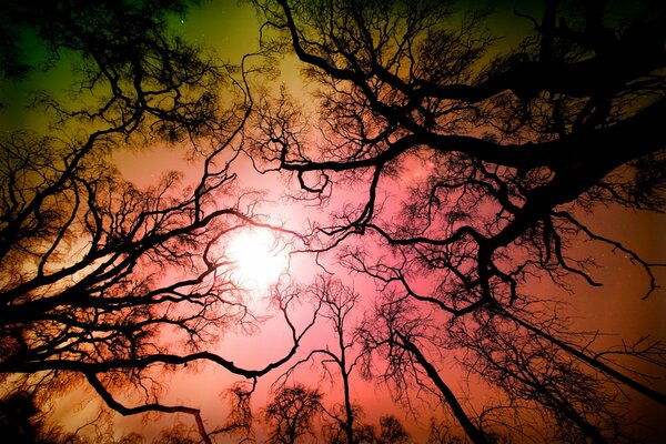 Arbres de la réserve nationale de Los Angeles et ciel lumineux avec le soleil