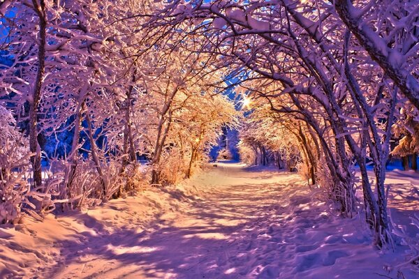 Snow-covered trees in pink tones