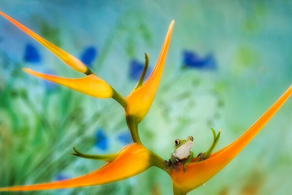 Grenouille sur une fleur orange