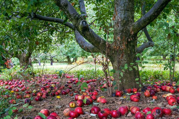 Ogród wyłożony spadającymi z drzewa jabłkami