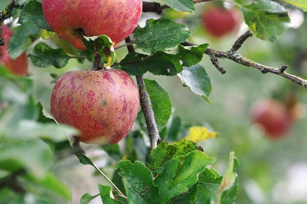 Manzanas maduras en una rama