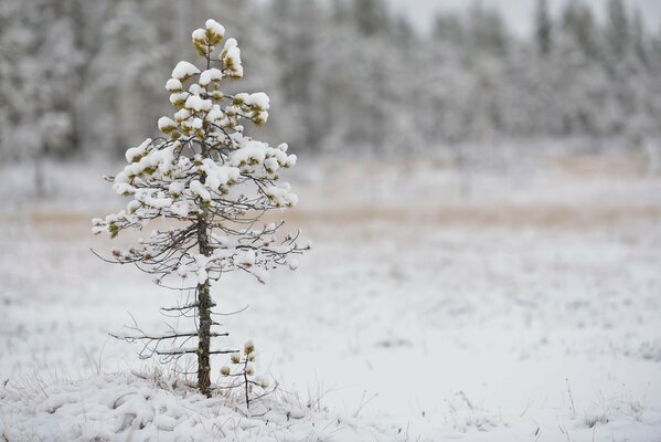 Einsame kleine Kiefer im Schnee im Winter