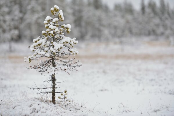 Samotna mała Sosna w śniegu zimą