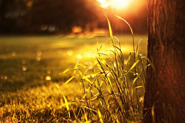 Herbe sur fond de coucher de soleil lumineux