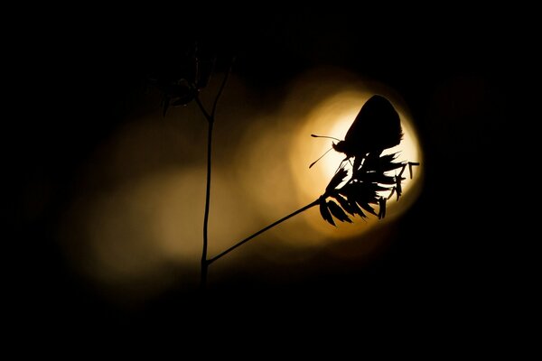 Silhouette eines Schmetterlings, der ins Licht fliegt