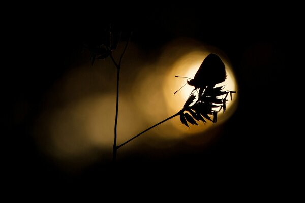 Silhouette d un papillon volant à la lumière