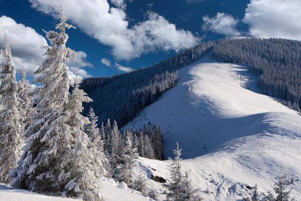 Der mit Tannen bewachsene Hang eines schneebedeckten Berges