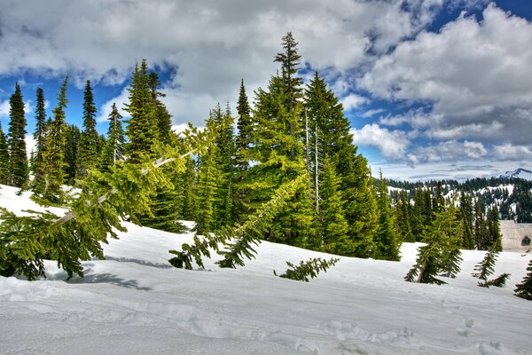 Weißer Winterhang, mit grünen Tannen