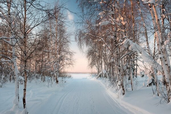 Forest road in the winter sunny forest