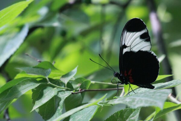 Чёрная бабочка, сидящая на ветке