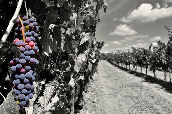 A colored bunch of grapes on the background of a black and white garden