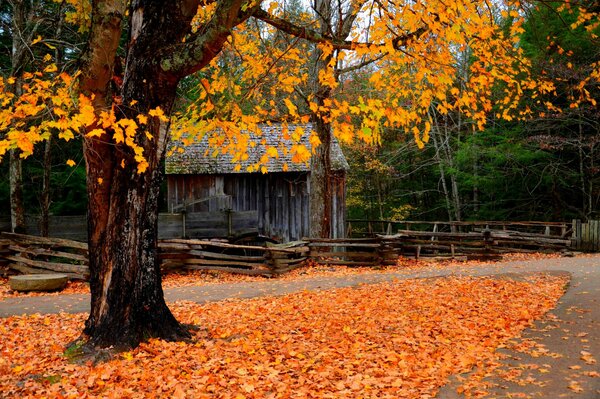 Paisaje de otoño. Hojas caídas debajo del árbol. Naturaleza en otoño