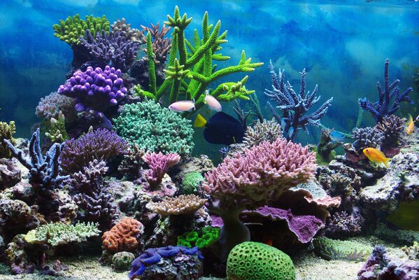 Coral reef in the aquarium