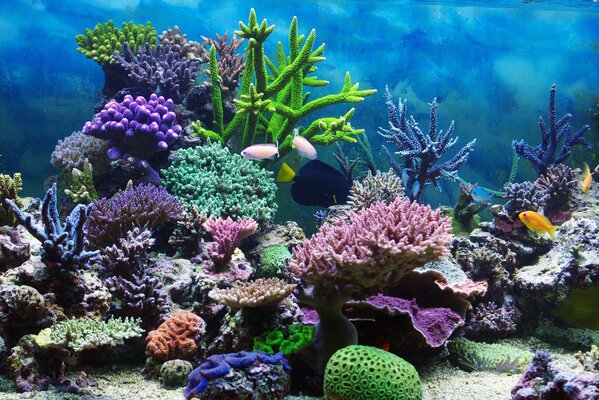 Récif de corail dans l aquarium
