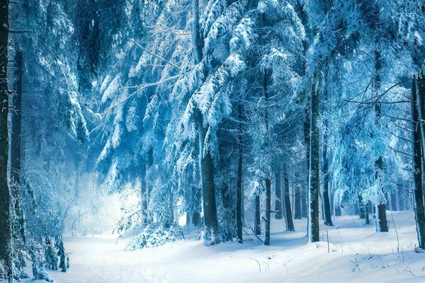 Paisaje de invierno. Bosque en la nieve