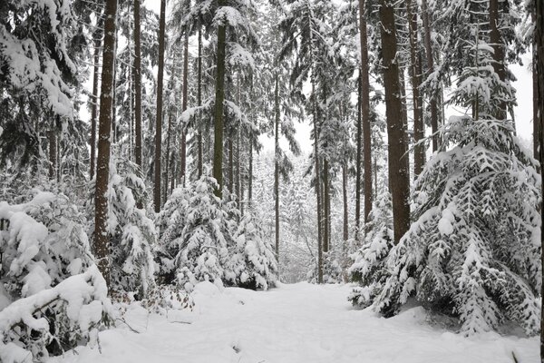 Foresta disseminata di neve in cumuli di neve